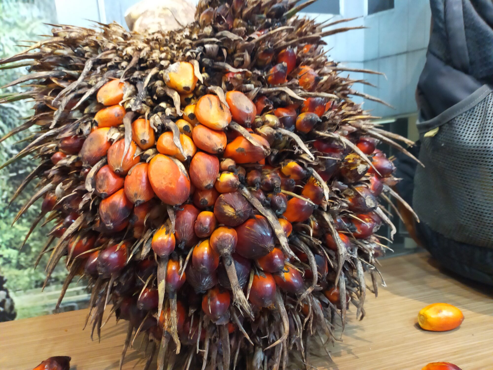 Kelapa sawit
