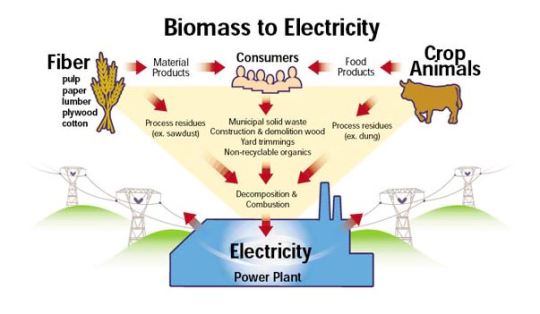 biomas