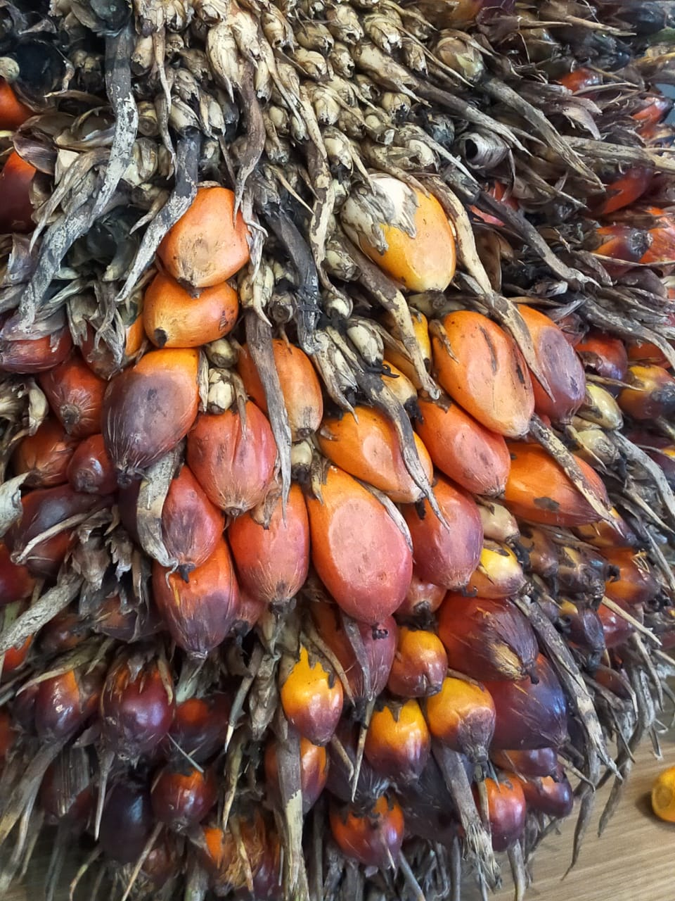 Kelapa sawit 