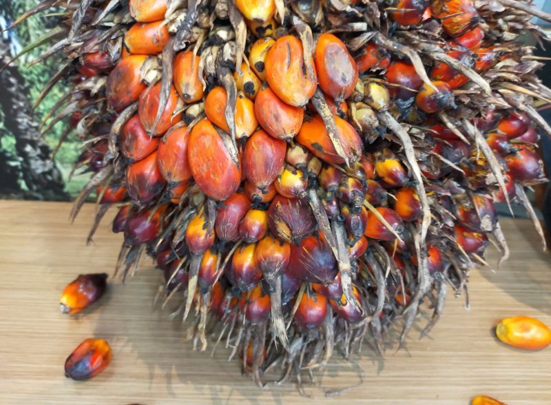 Kelapa Sawit