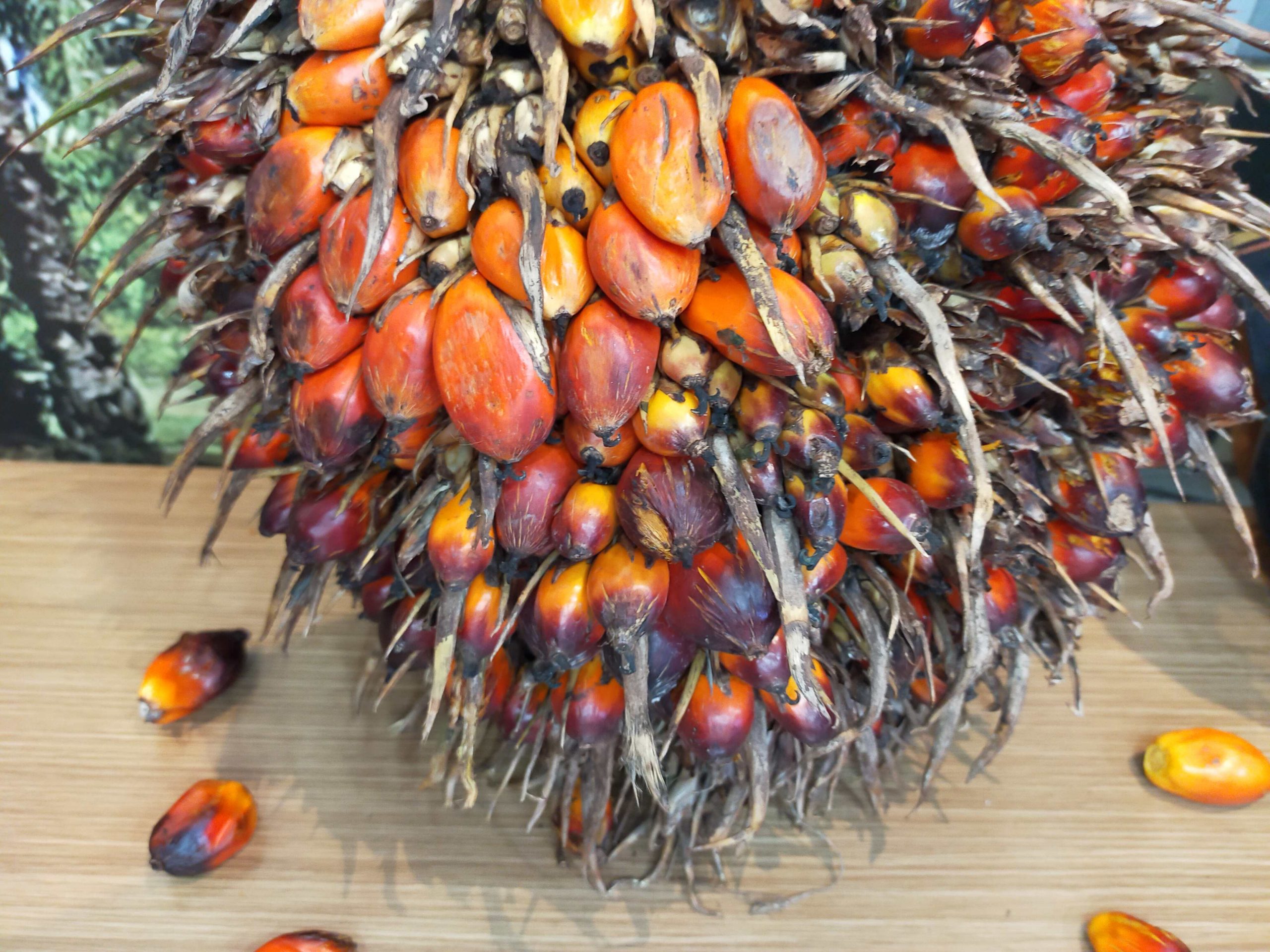 Kelapa Sawit