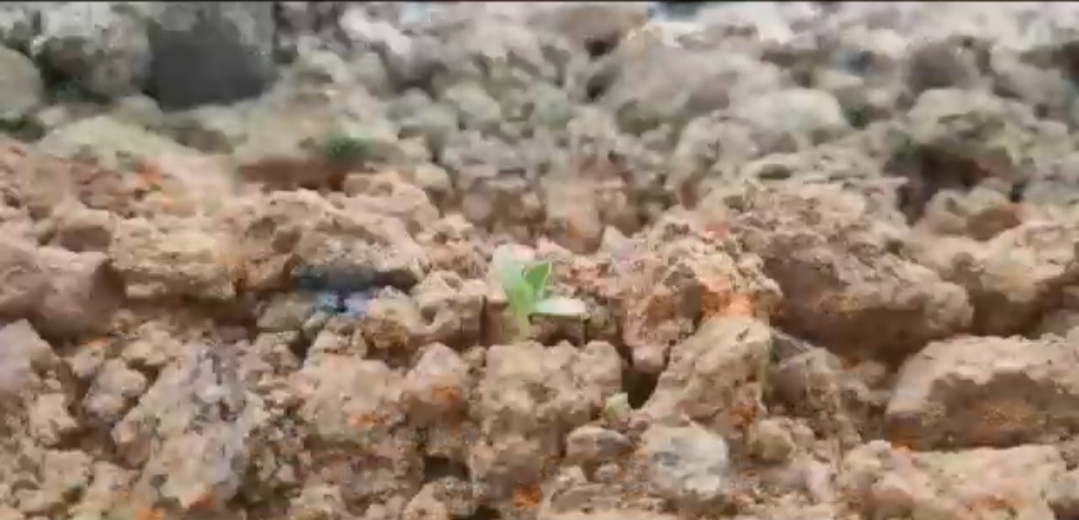 Tumbuhan lahan bekas tambang