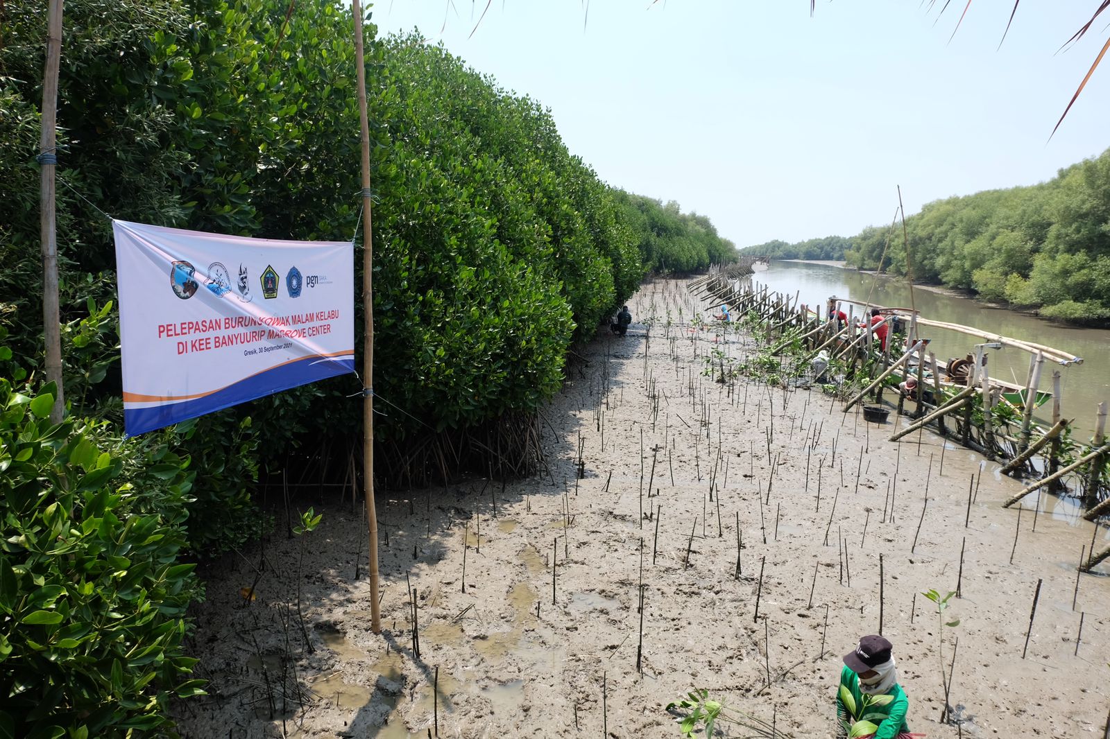 Program Mangrove